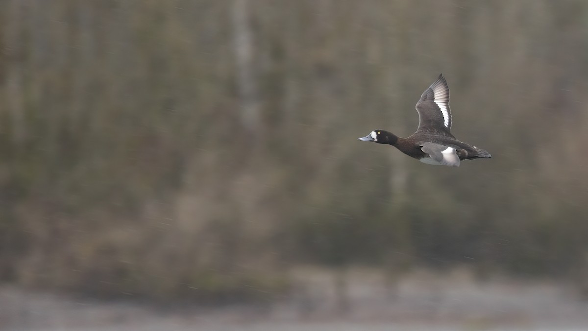 Greater Scaup - ML615902133
