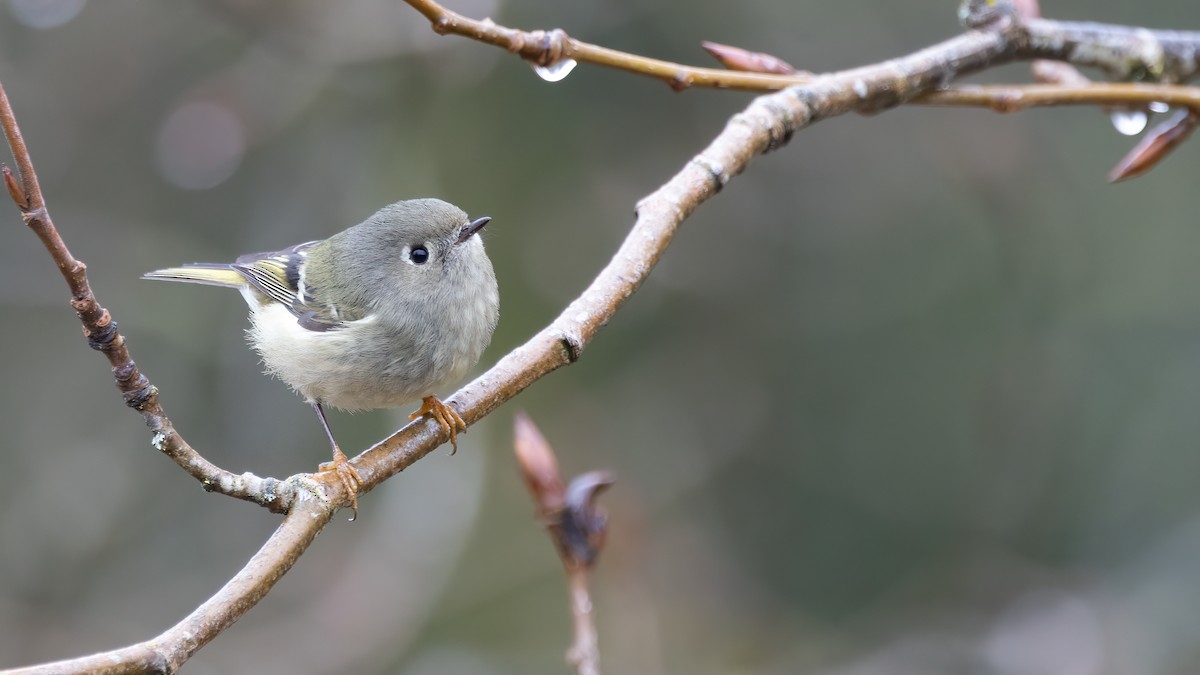 Ruby-crowned Kinglet - ML615902140