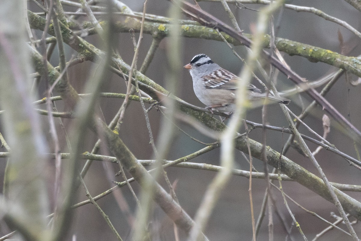 White-crowned Sparrow (Gambel's) - ML615902143