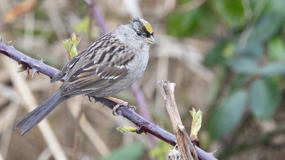 Golden-crowned Sparrow - ML615902146