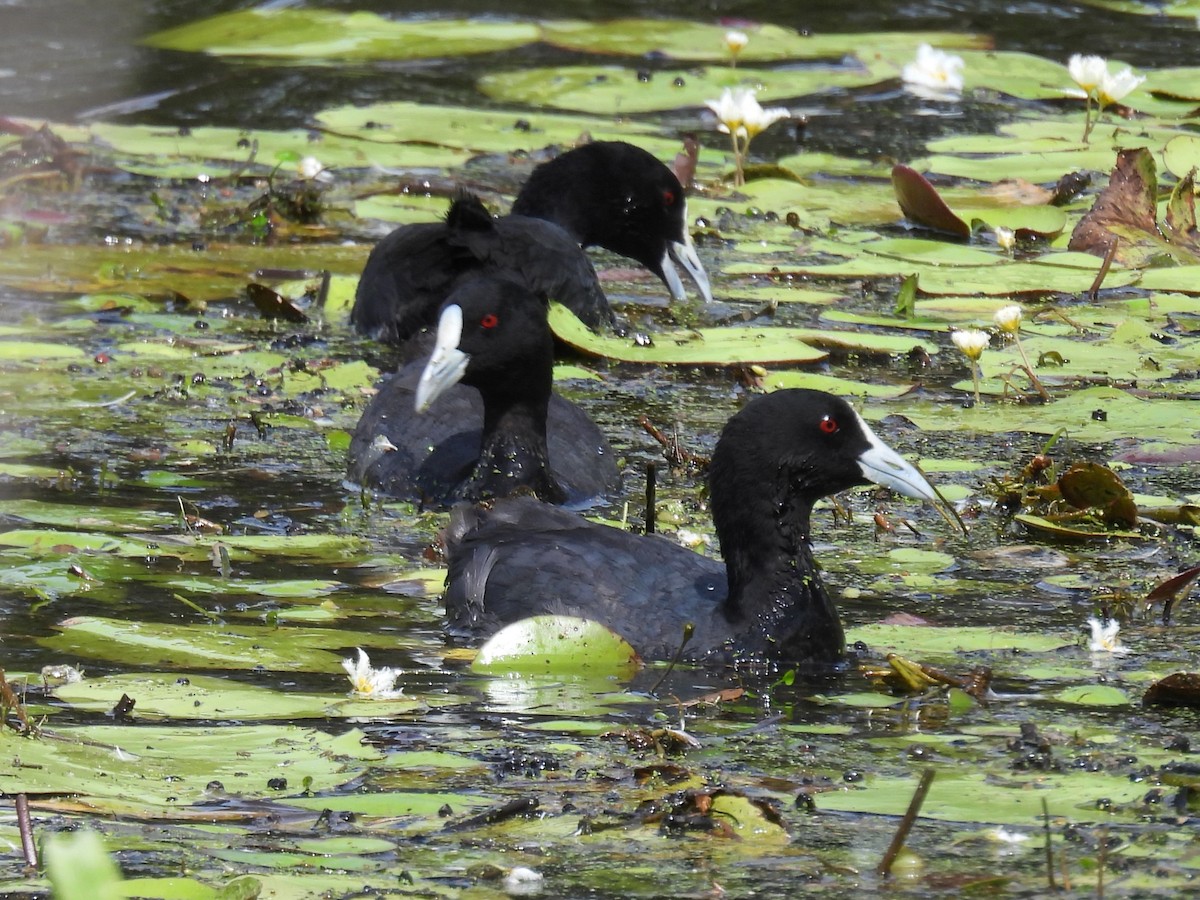 Eurasian Coot - ML615902159