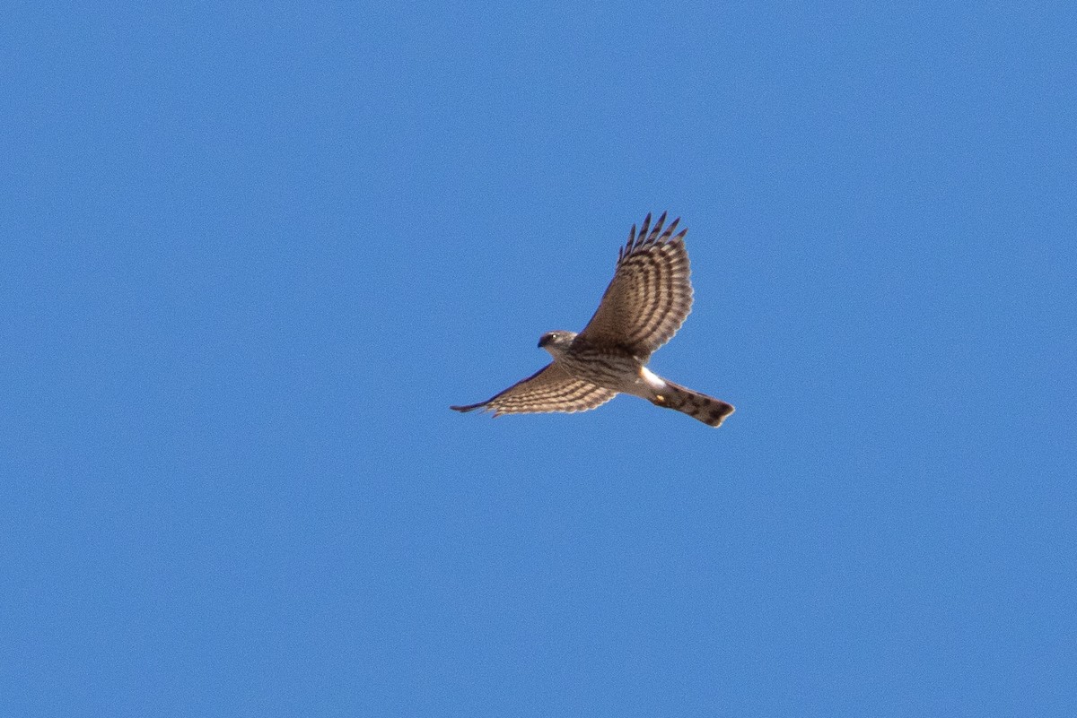 Sharp-shinned Hawk - ML615902167