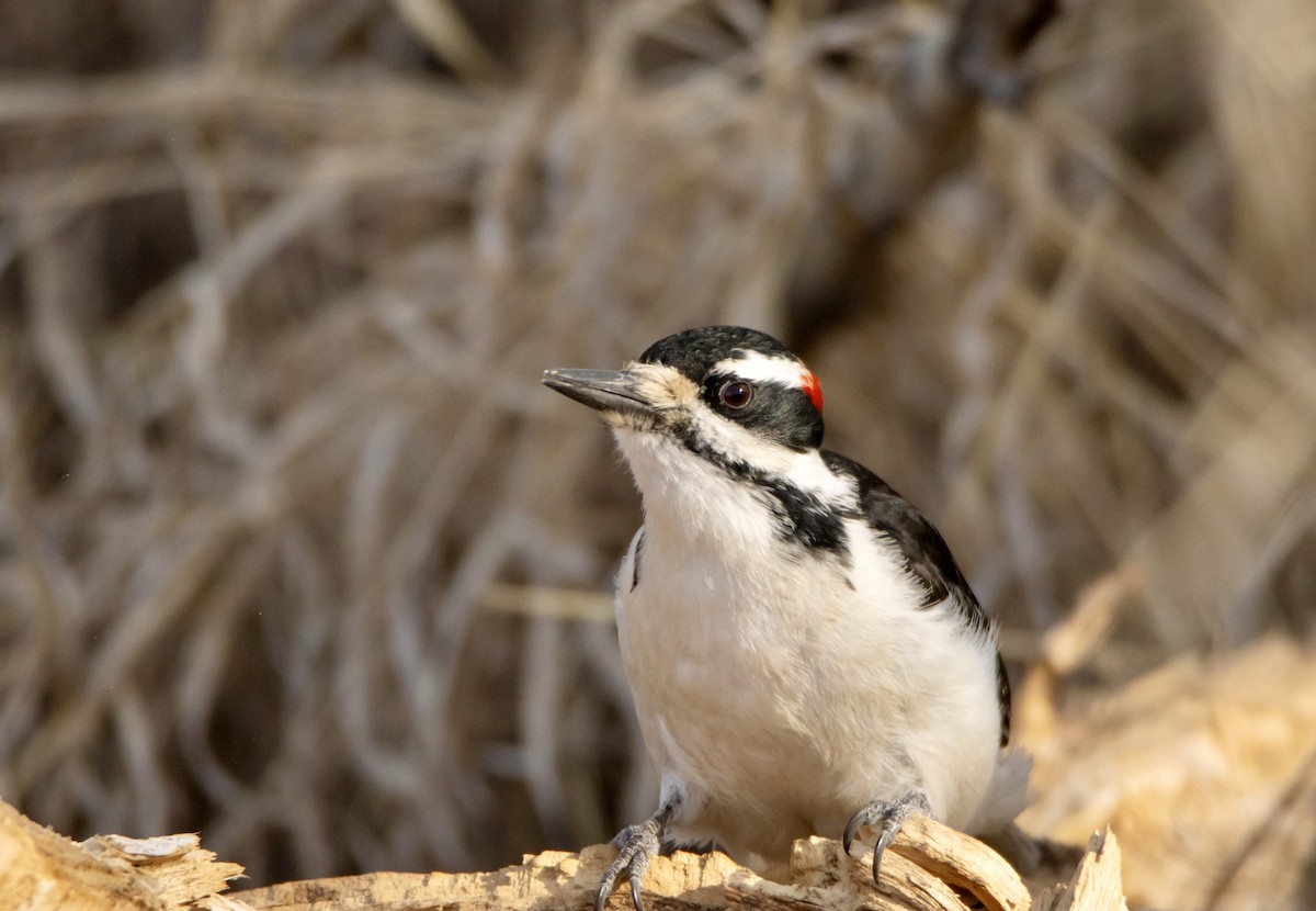 Hairy Woodpecker - ML615902181