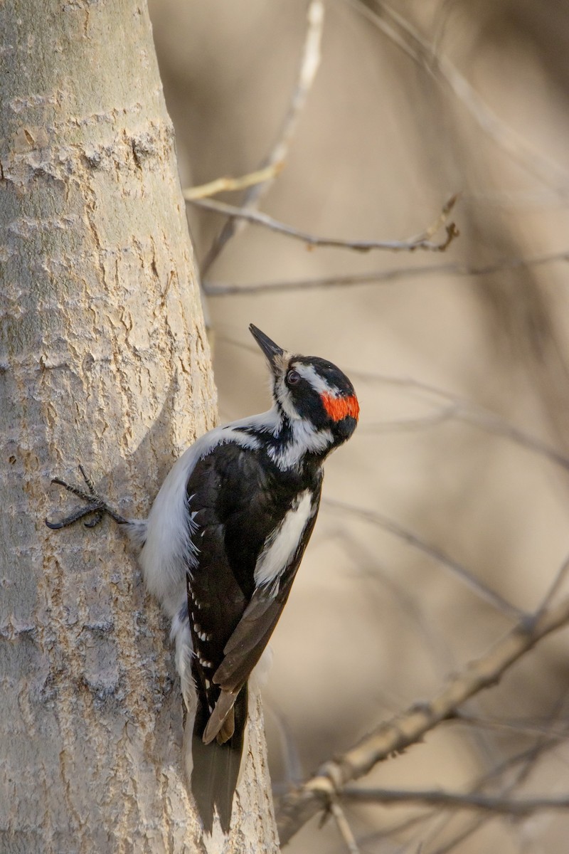 Hairy Woodpecker - ML615902182