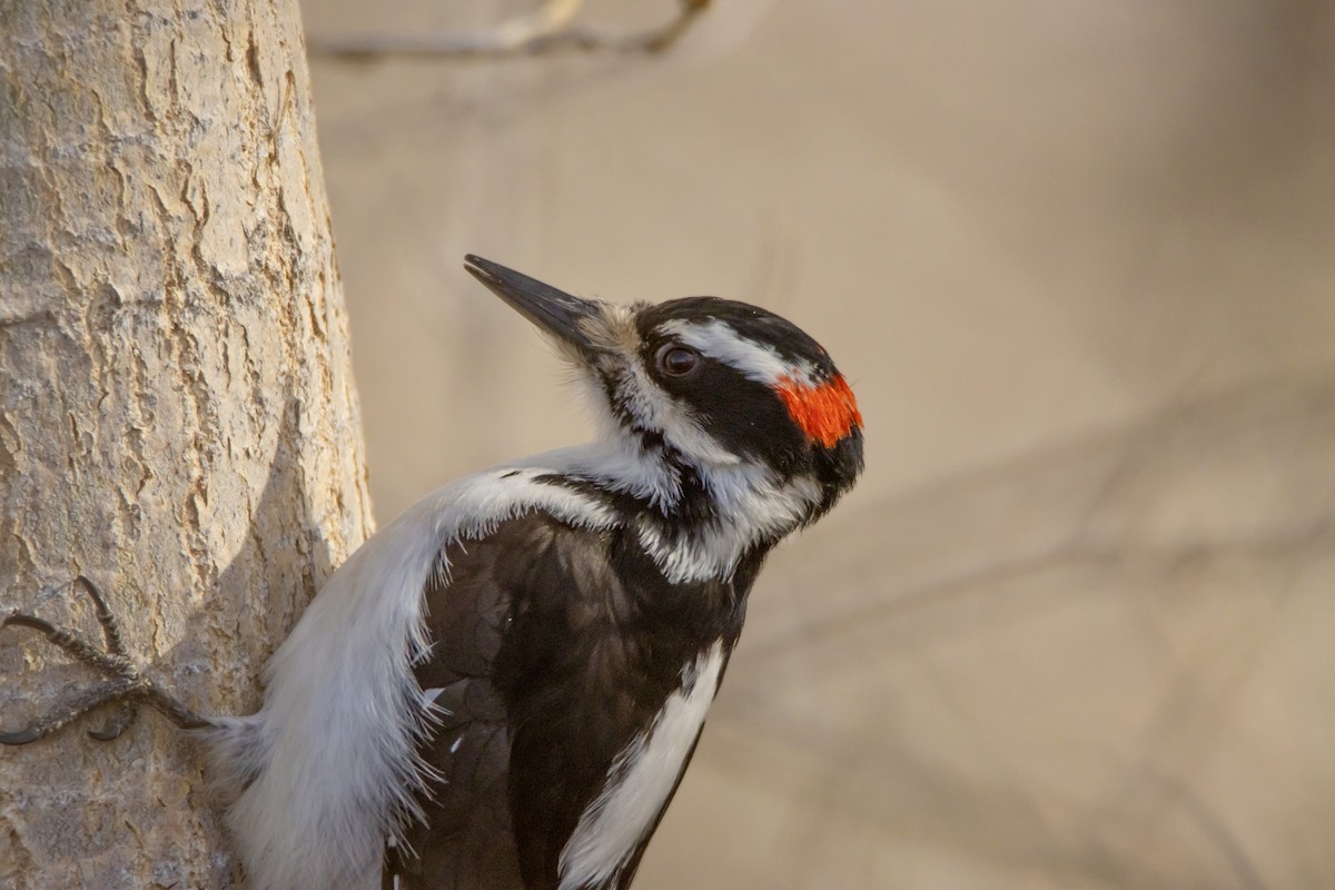 Hairy Woodpecker - ML615902183