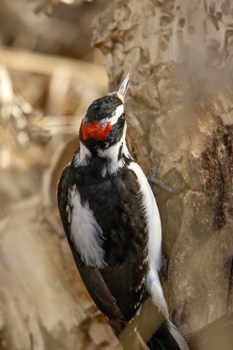 Hairy Woodpecker - ML615902186