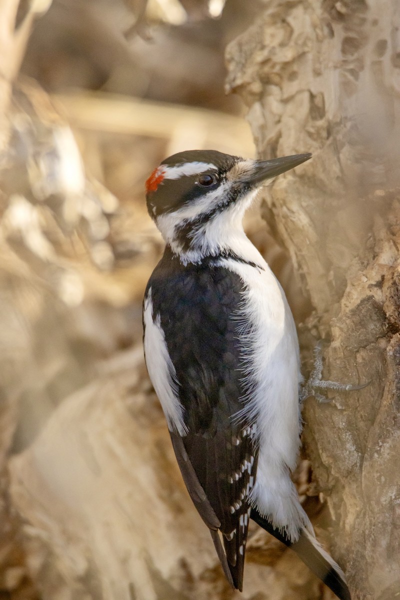 Hairy Woodpecker - ML615902187