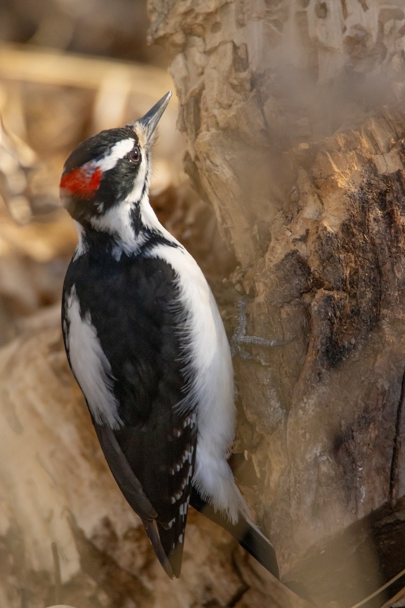 Hairy Woodpecker - ML615902188