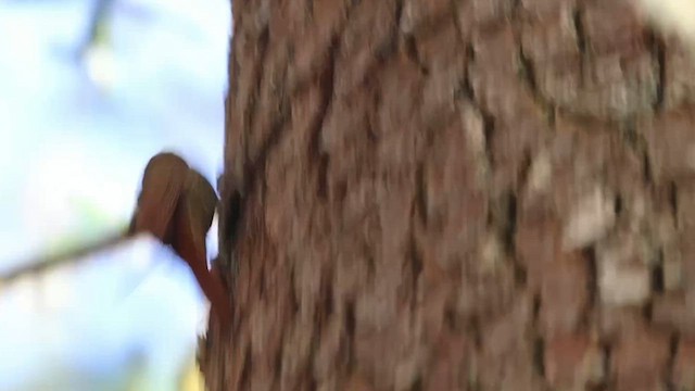 Grimpar moucheté - ML615902258