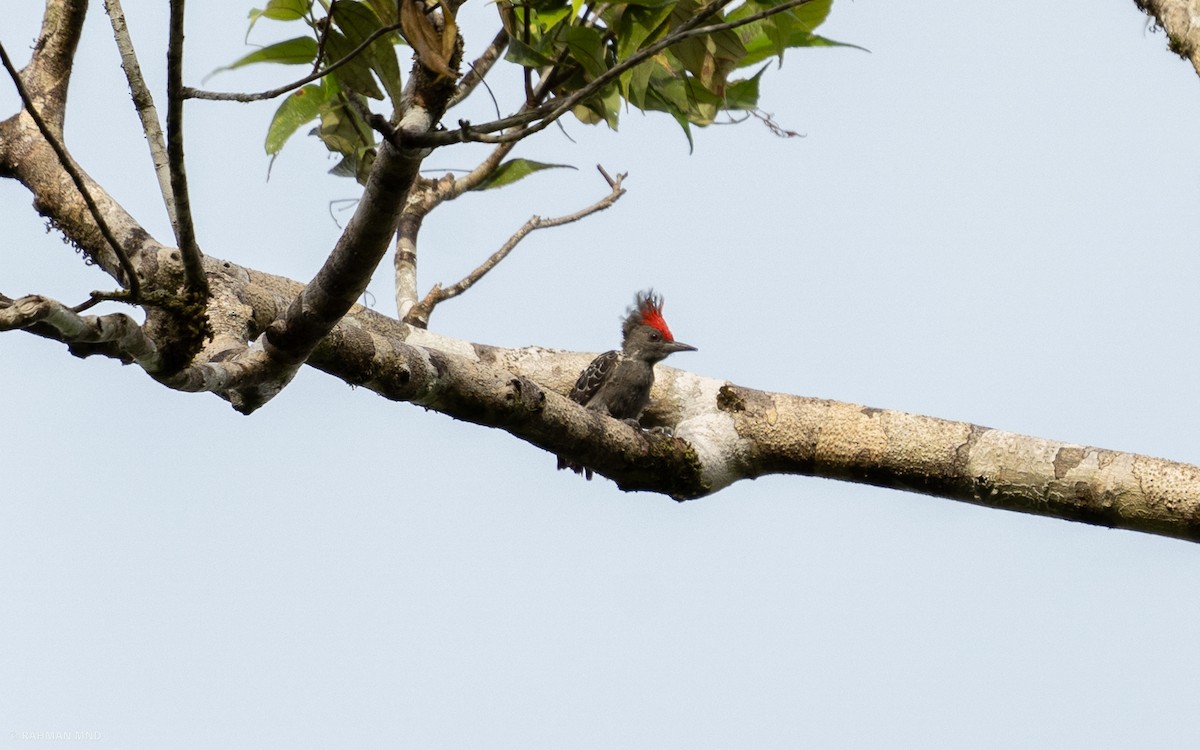 Gray-and-buff Woodpecker - Rahman Mandu