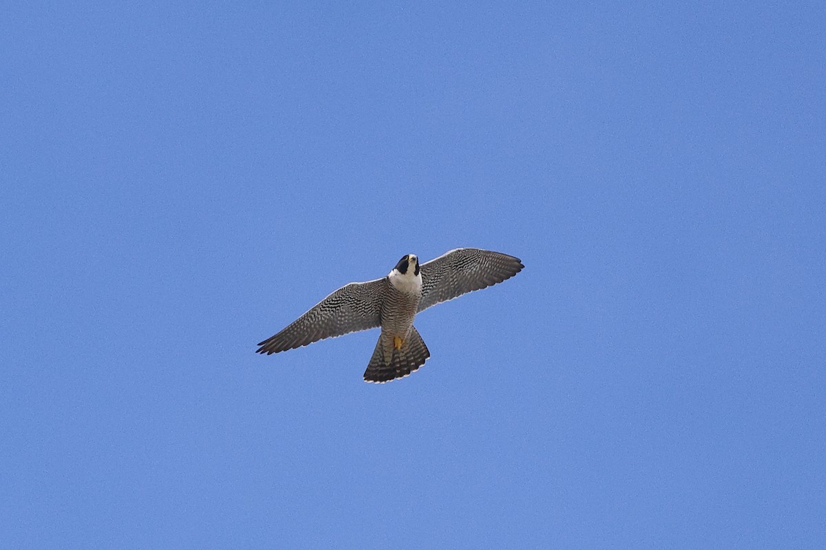 Peregrine Falcon - Linda Pittman