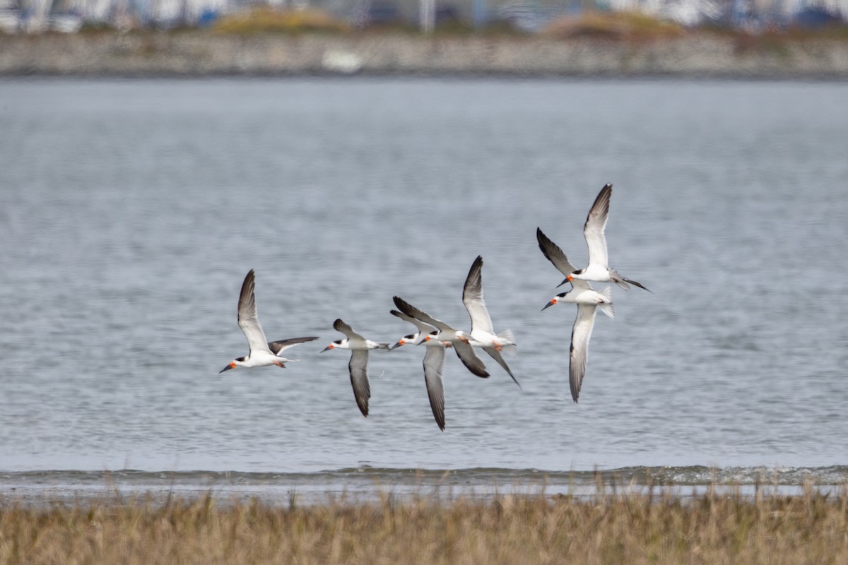 Black Skimmer - Michael Park