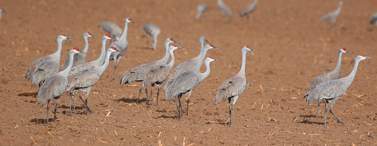 Sandhill Crane - ML615902304