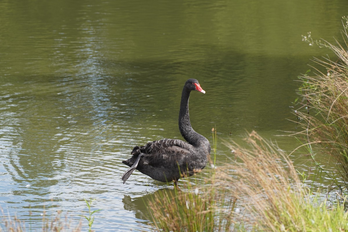 Black Swan - ML615902339