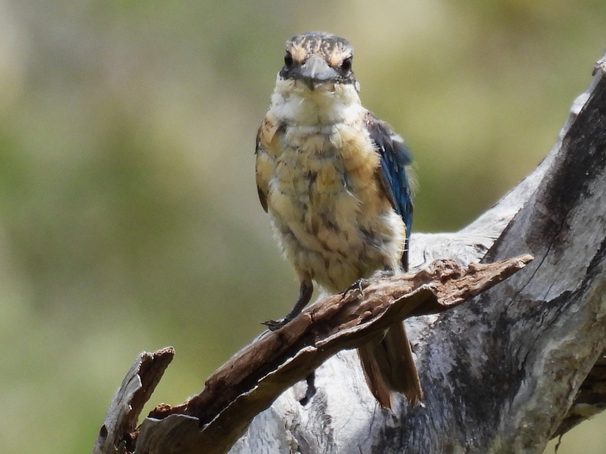 Sacred Kingfisher - ML615902341