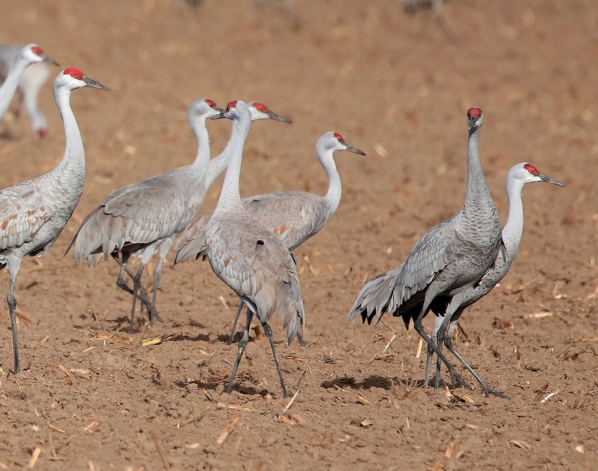 Sandhill Crane - ML615902370