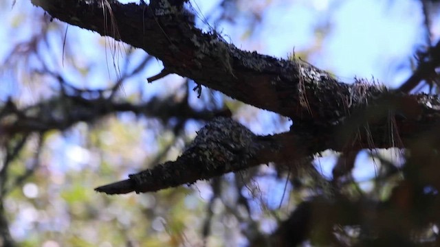 Tufted Flycatcher - ML615902390