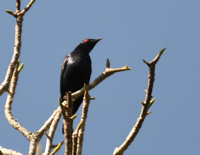 Short-tailed Starling - Sunanda Vinayachandran