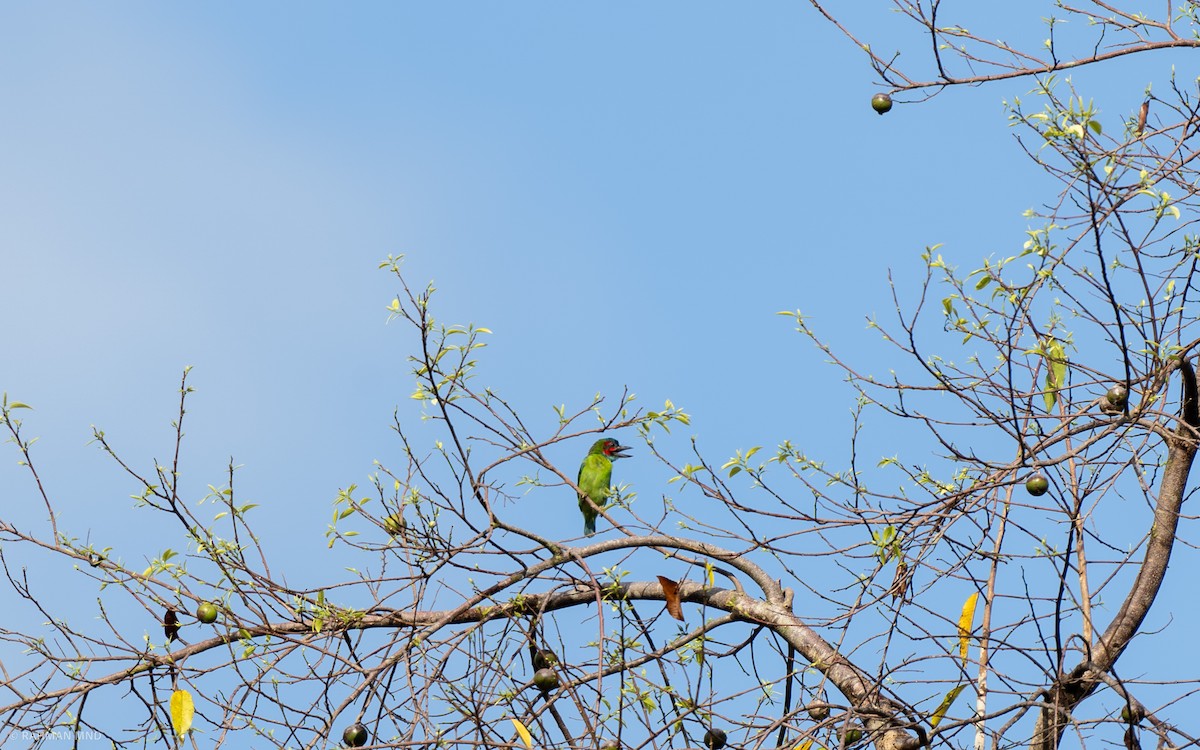 Black-eared Barbet - Rahman Mandu