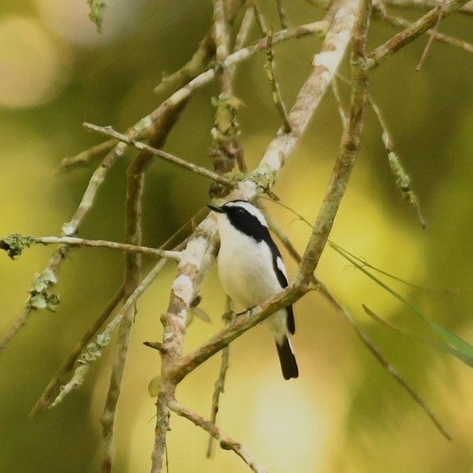 Little Pied Flycatcher - ML615902414