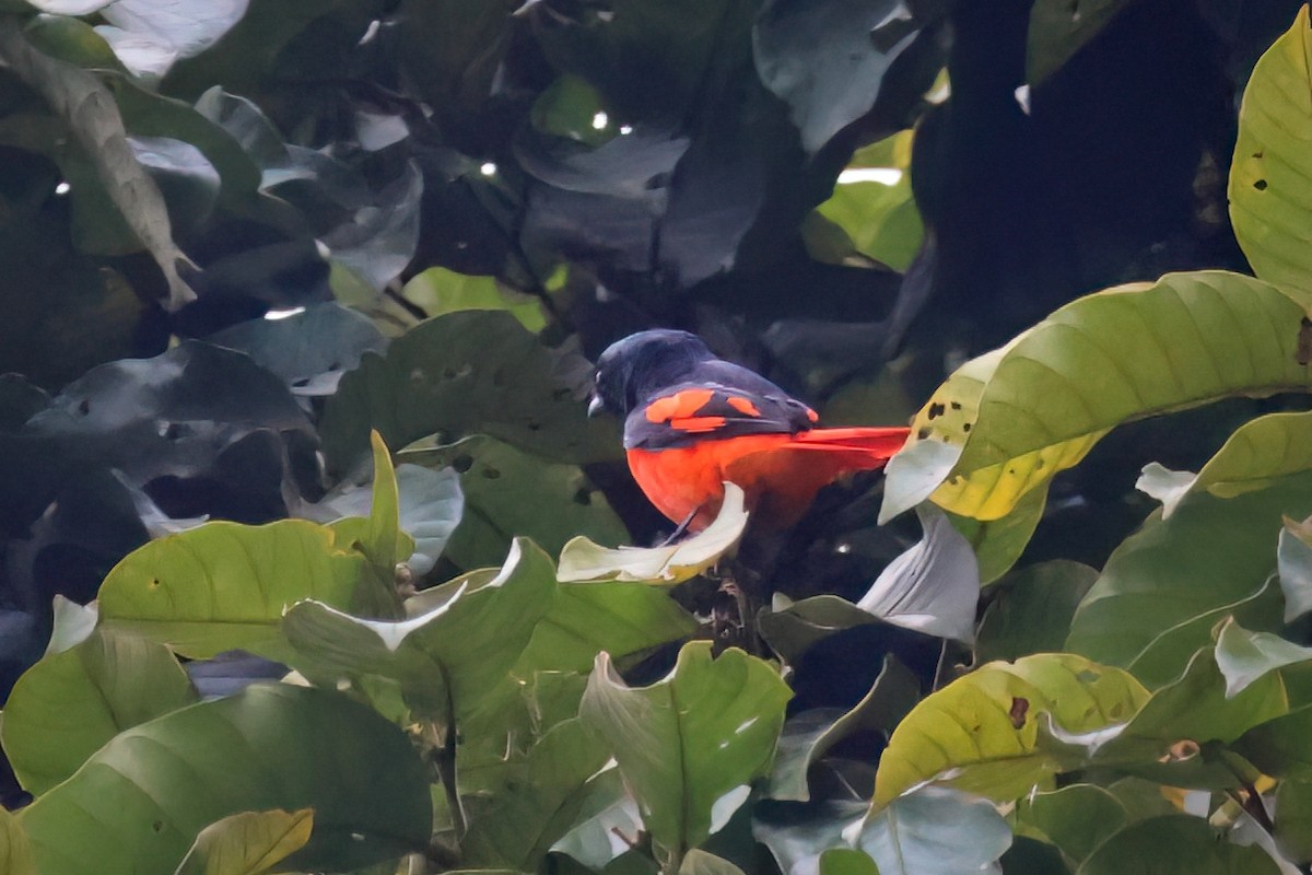 Scarlet Minivet (Scarlet) - Marian W