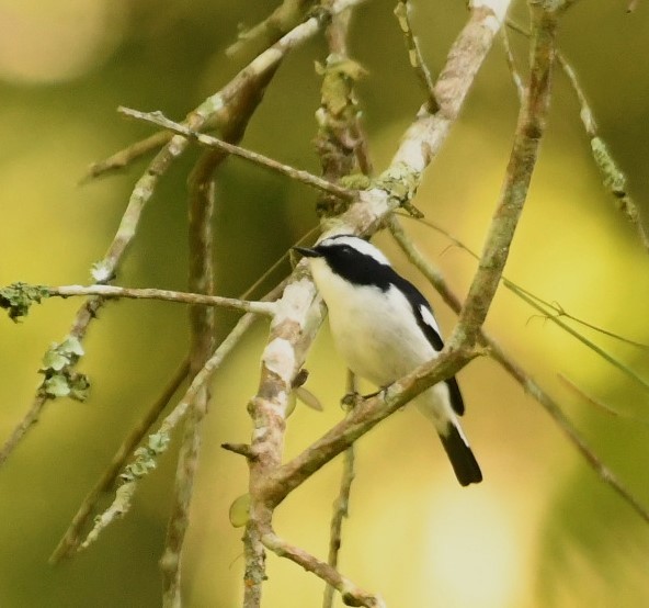 Little Pied Flycatcher - ML615902416