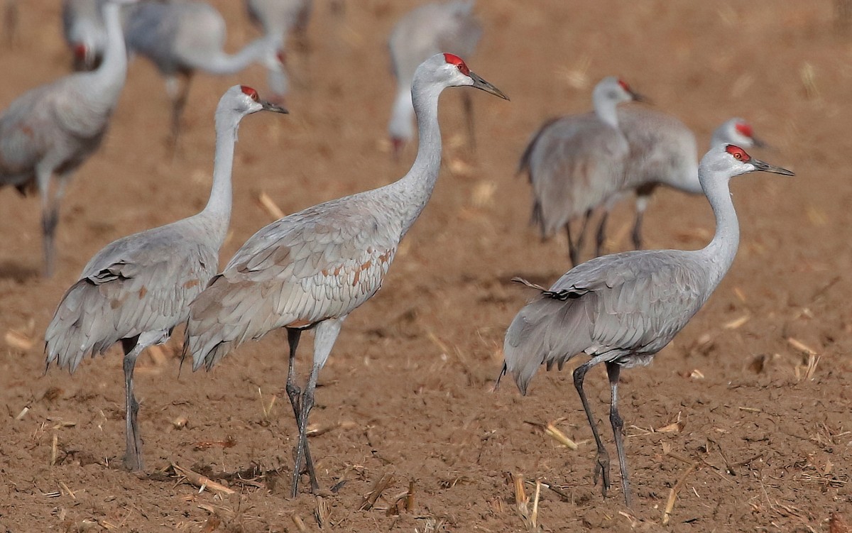 Sandhill Crane - ML615902488