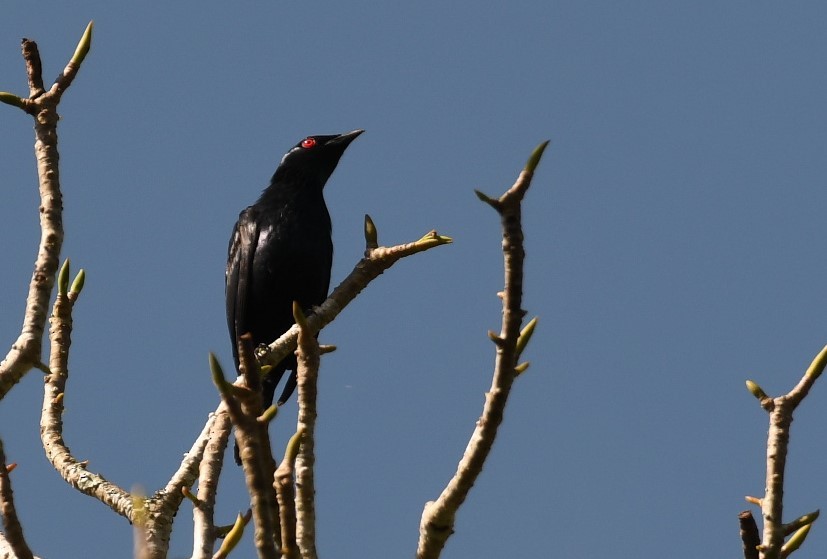 Short-tailed Starling - Sunanda Vinayachandran