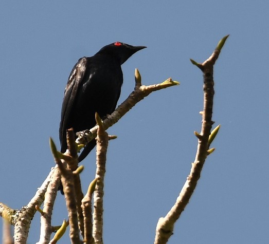 Short-tailed Starling - Sunanda Vinayachandran