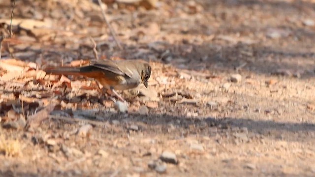 White-throated Towhee - ML615902556