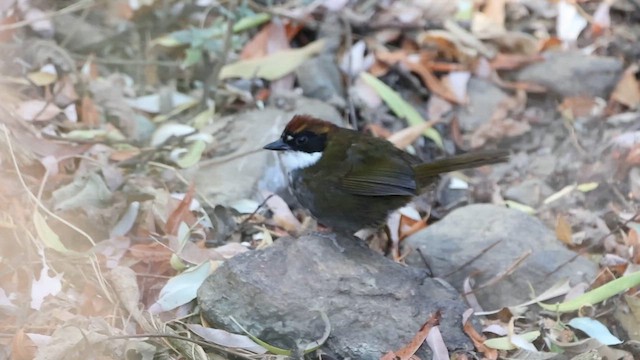 Chestnut-capped Brushfinch - ML615902564