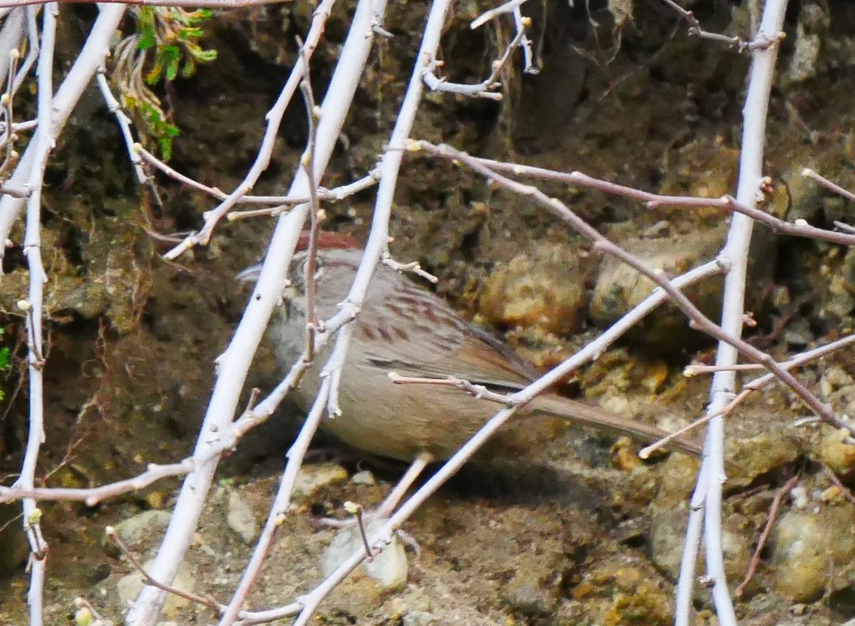 Rufous-crowned Sparrow - ML615902605