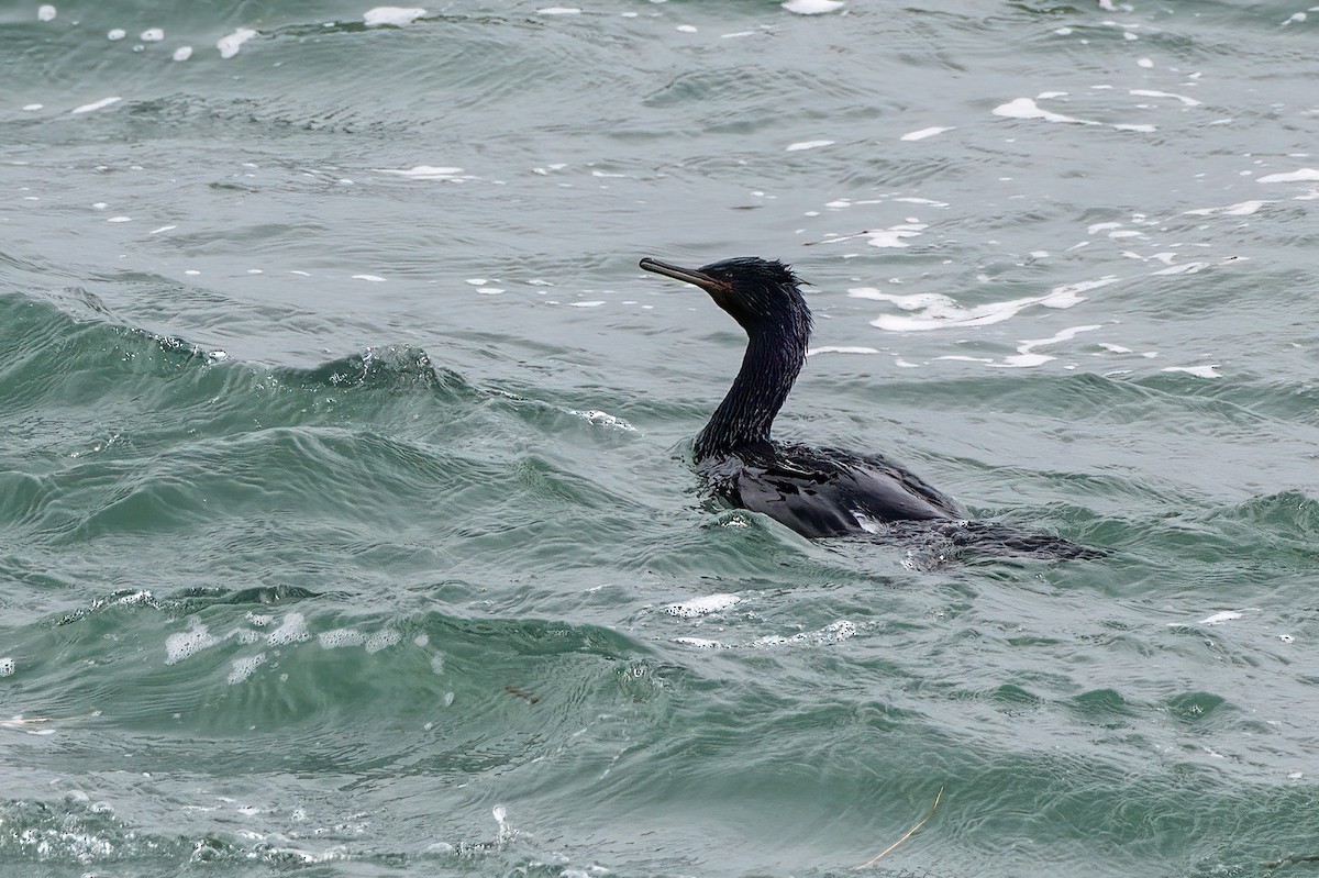 Pelagic Cormorant - Scott O'Donnell