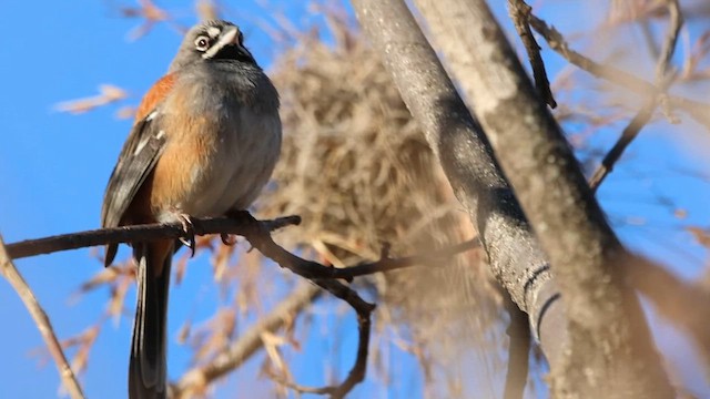 Bridled Sparrow - ML615902634