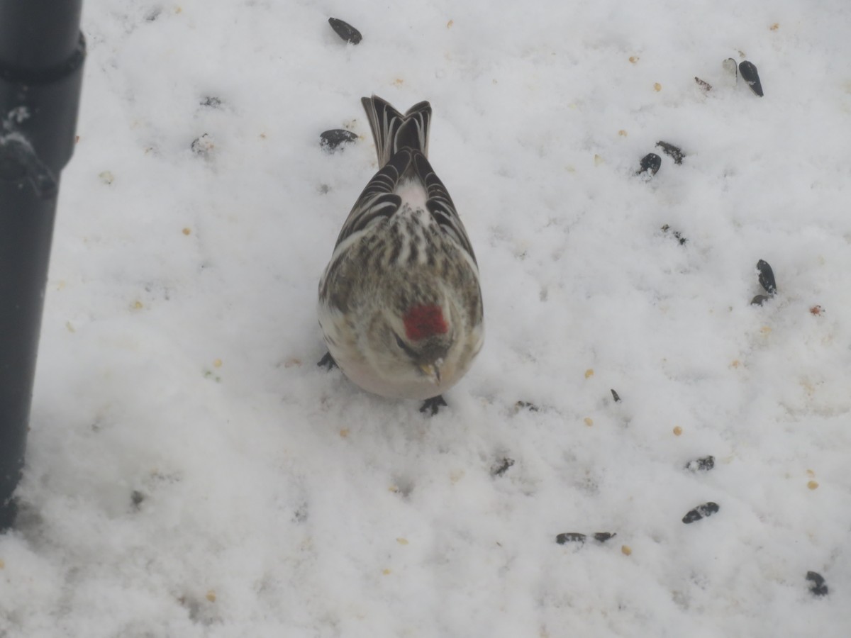 Hoary Redpoll - ML615902635