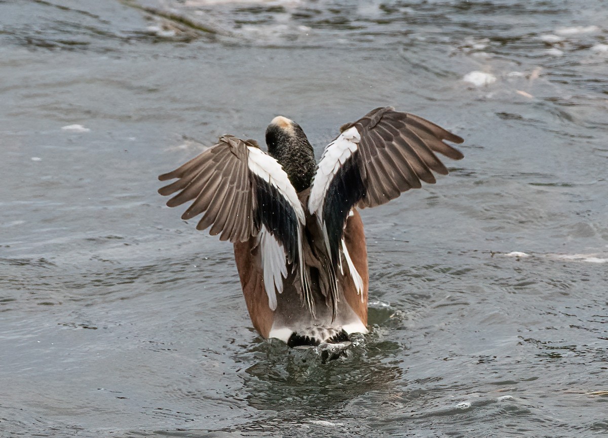 American Wigeon - ML615902642