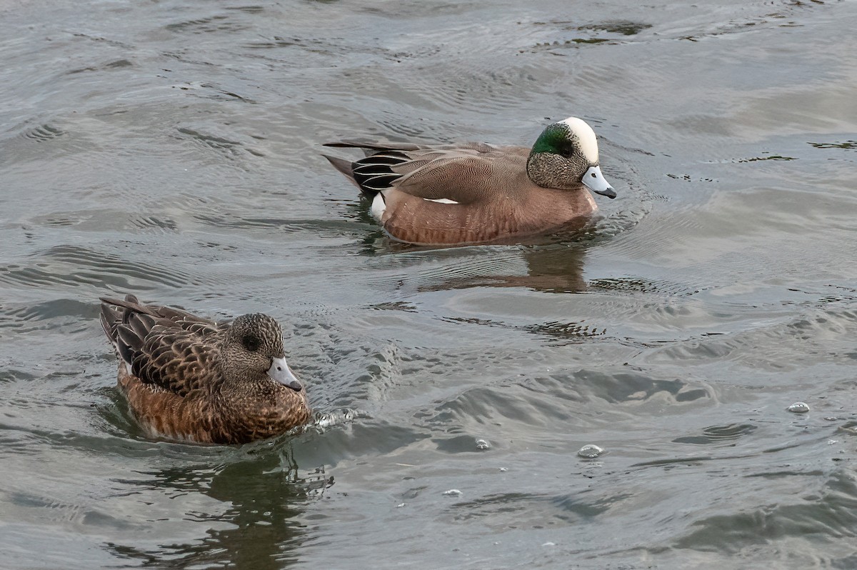 American Wigeon - Scott O'Donnell