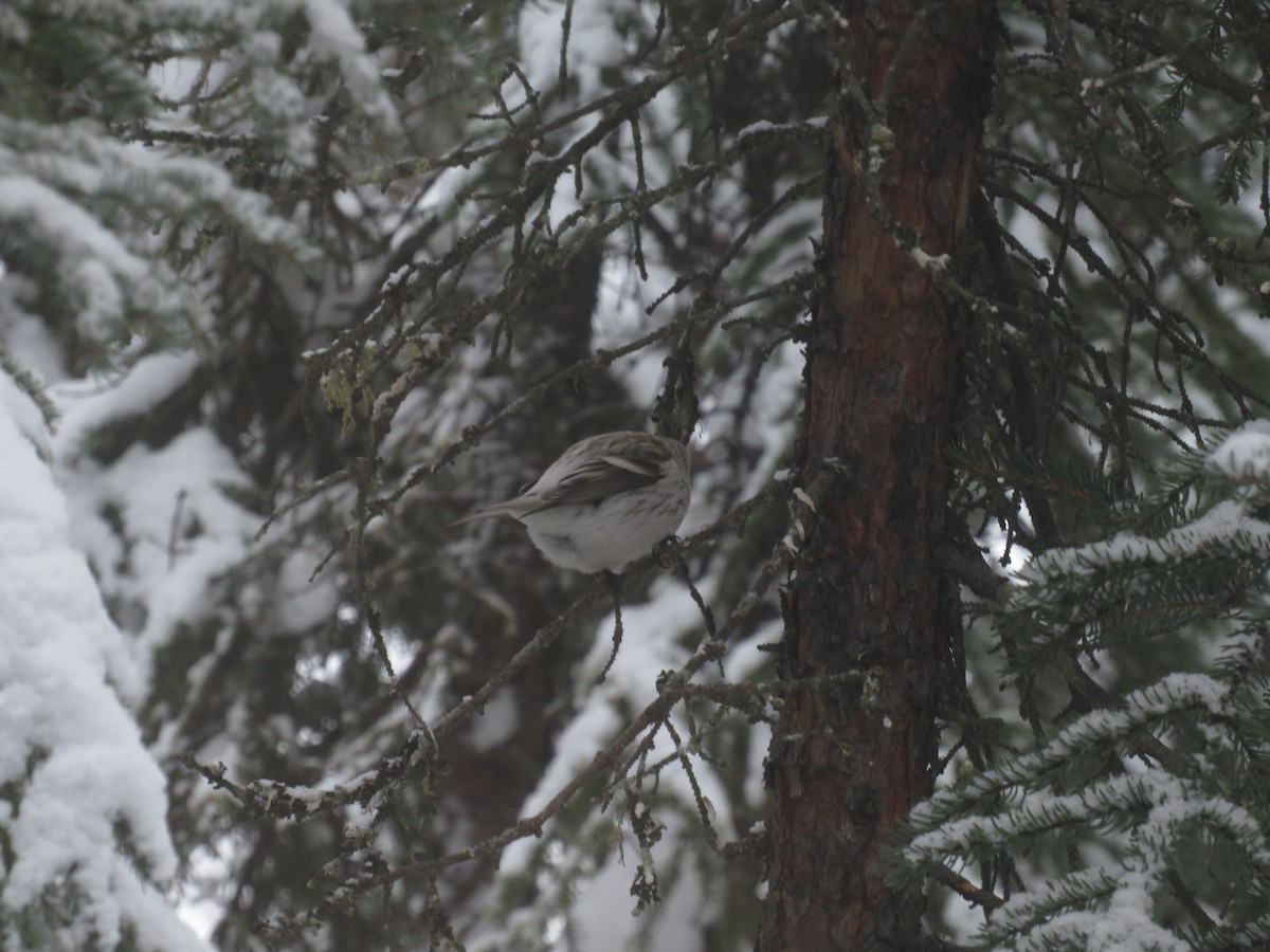 Redpoll (Hoary) - ML615902645