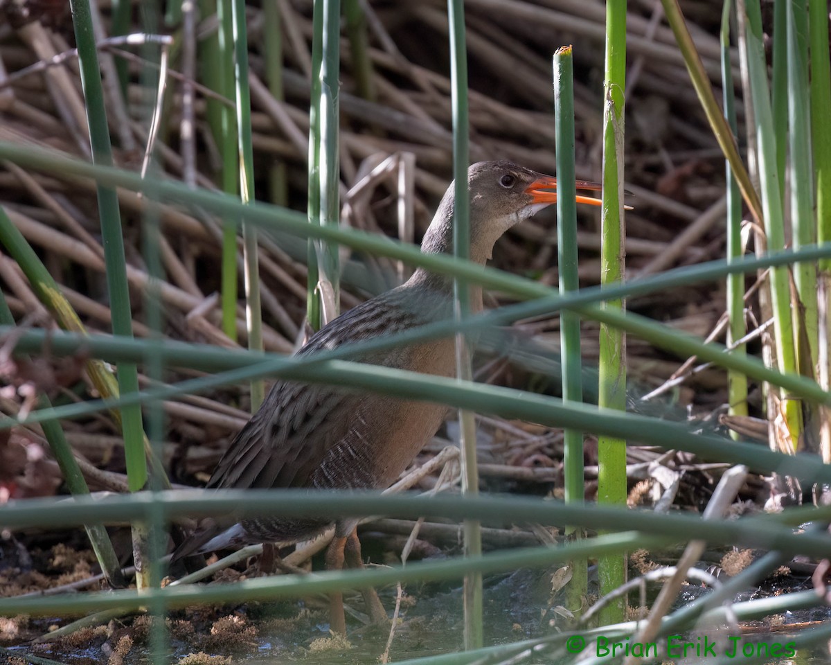 Ridgway's Rail - ML615902647