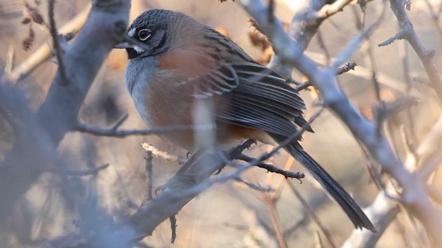 Bridled Sparrow - ML615902658