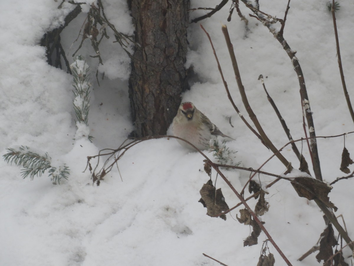 Redpoll (Hoary) - ML615902676