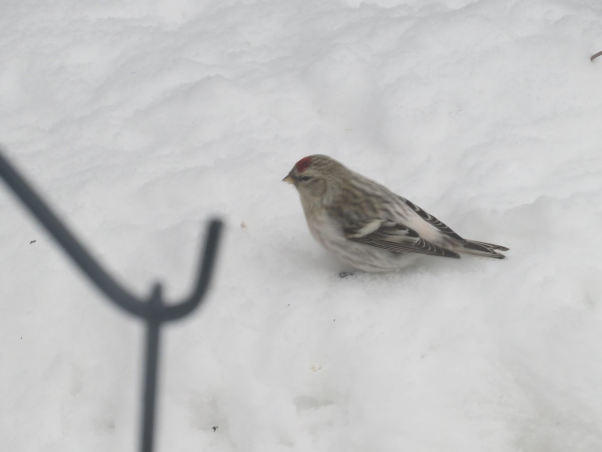 Hoary Redpoll - ML615902690