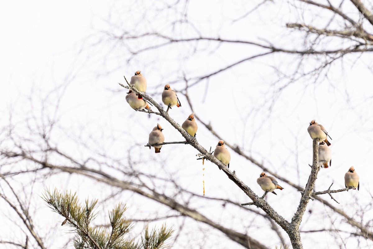 Japanese Waxwing - ML615902711