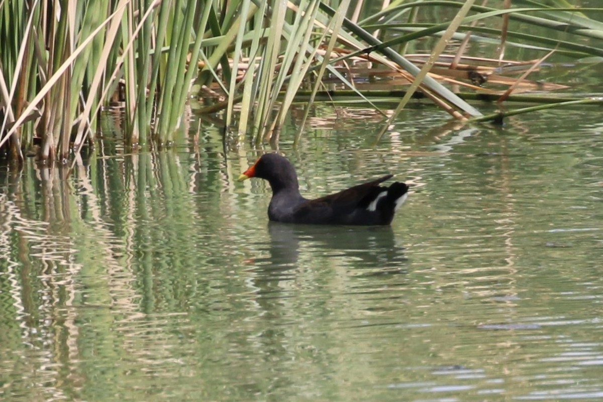 Dusky Moorhen - ML615902714