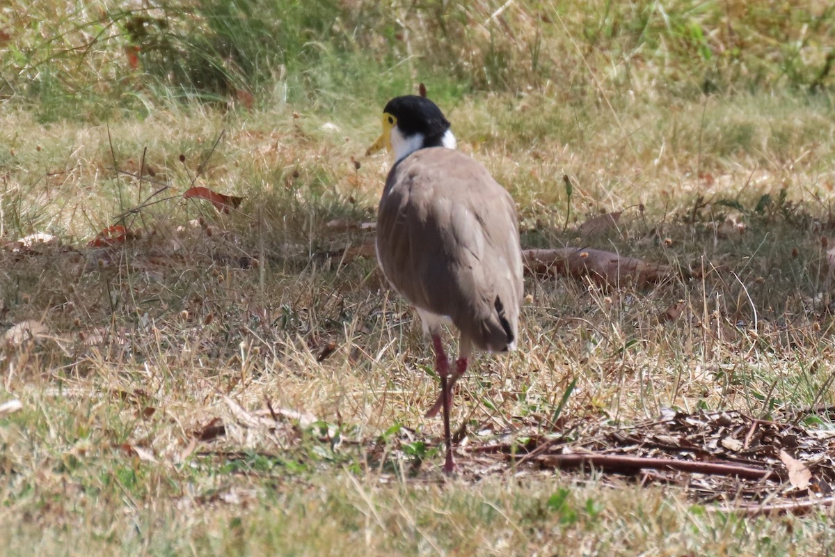 Masked Lapwing (Black-shouldered) - Deb & Rod R