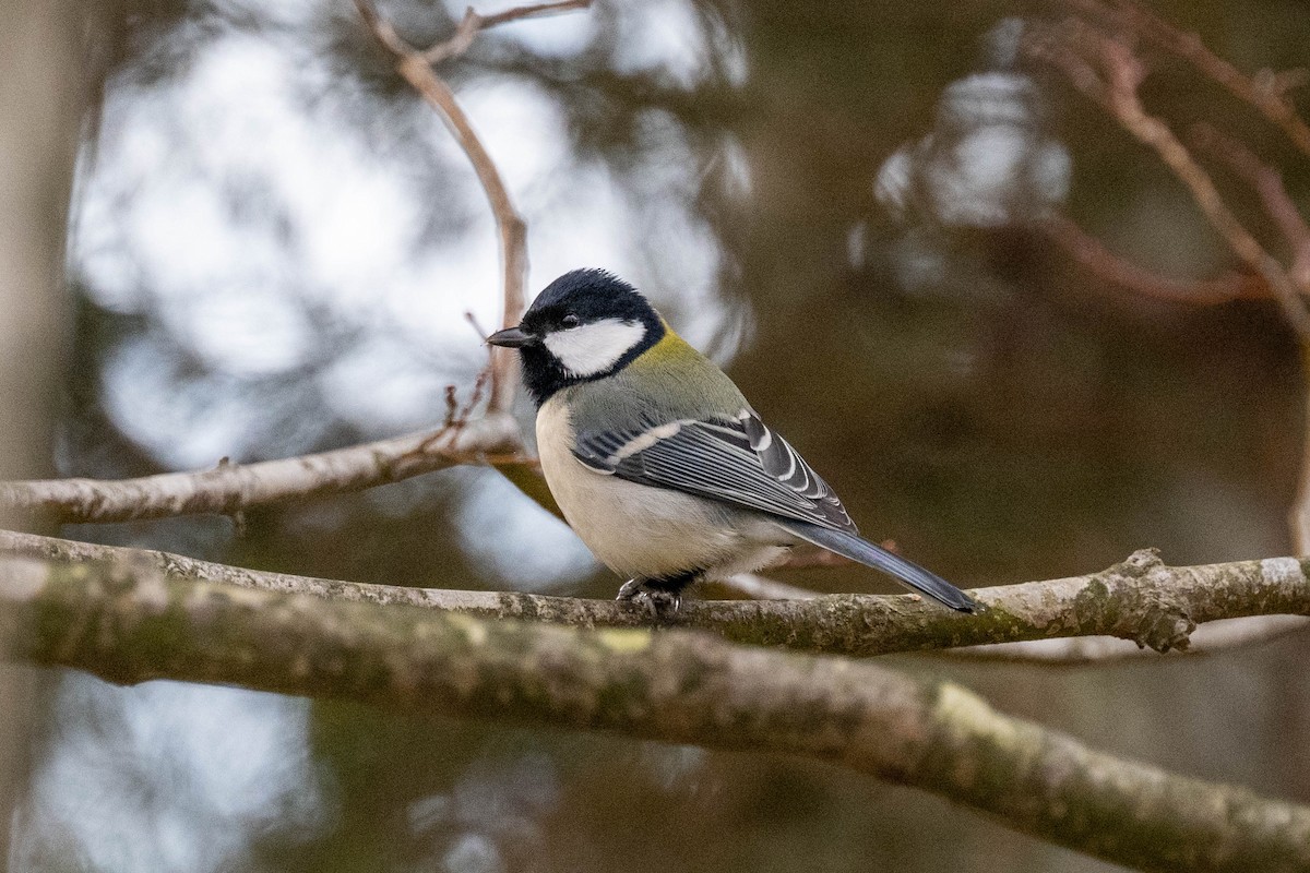 Japanese Tit - ML615902728