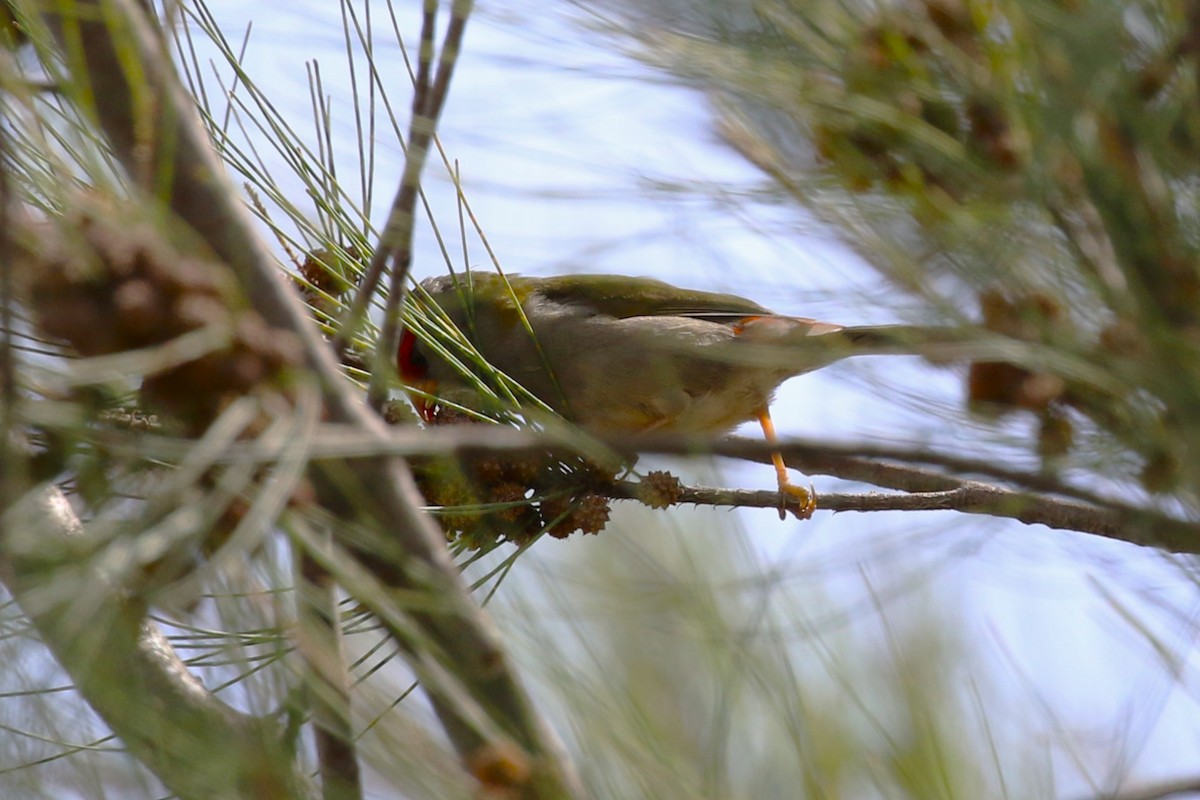 Red-browed Firetail - ML615902735