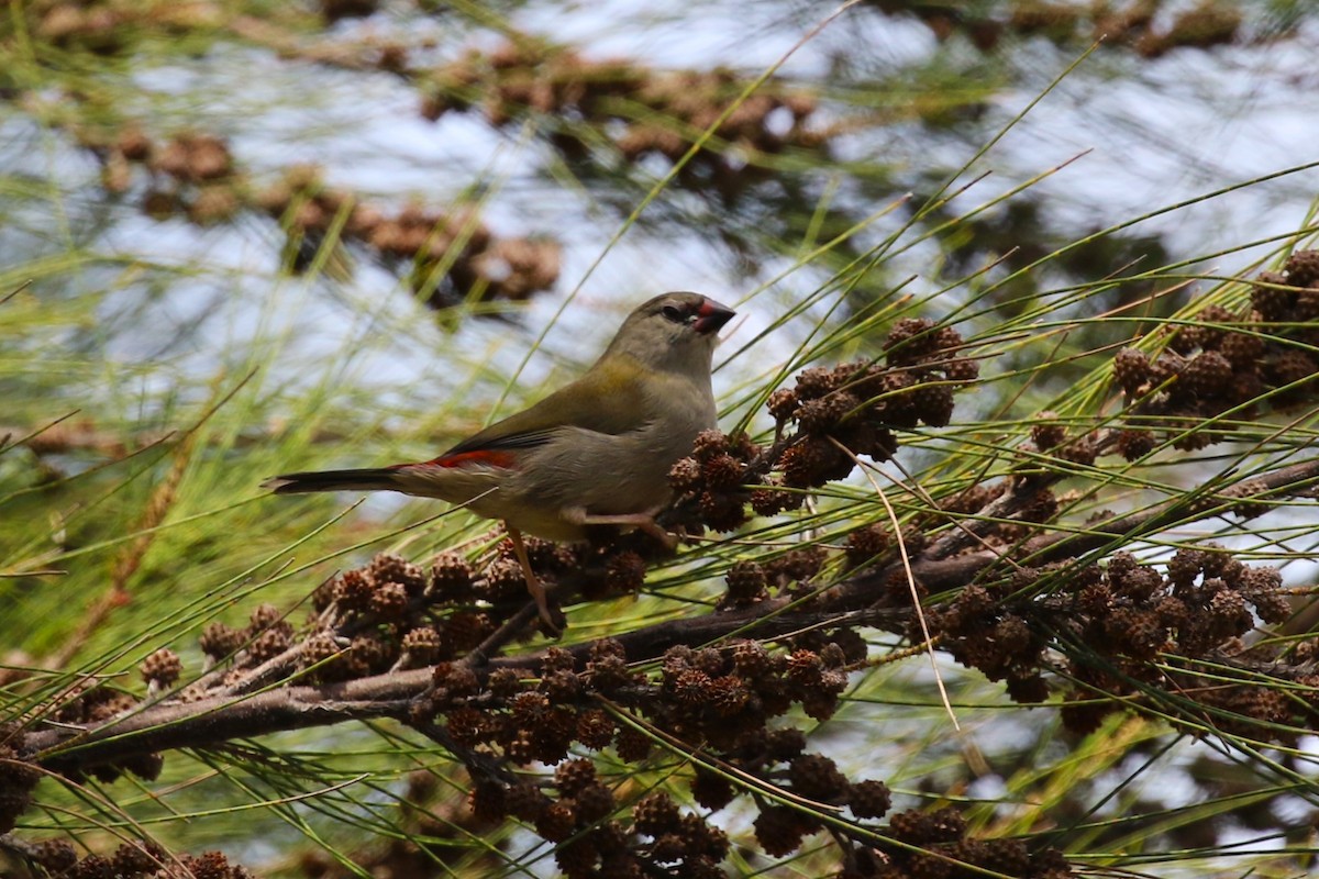 Red-browed Firetail - ML615902736