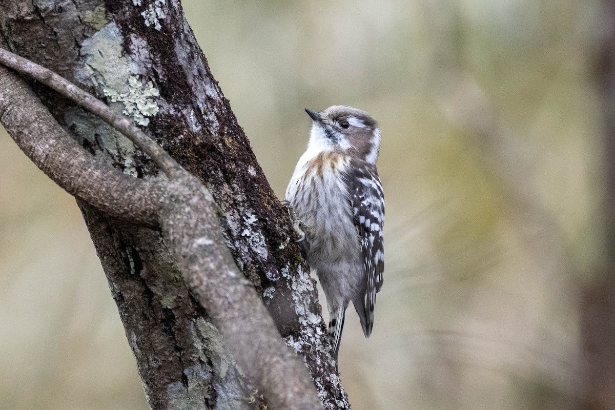 Japanese Pygmy Woodpecker - ML615902738