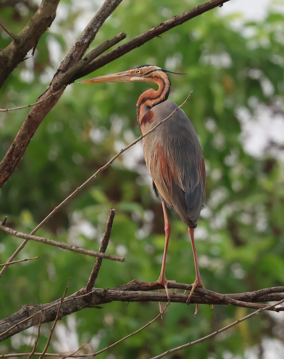 Purple Heron - ML615902744